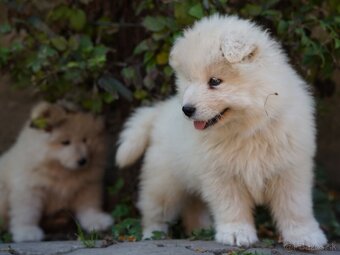 Samojed šteniatka bez PP - 3