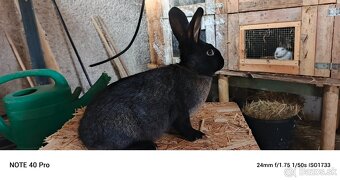 Predám burgunsky hylla český strakac - 3