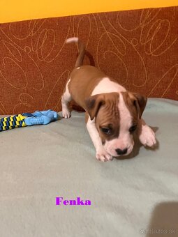 Americky Stafordšírský Terier šteniatka s PP - 3