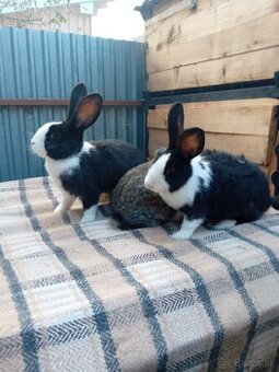 Predám samičky - 3