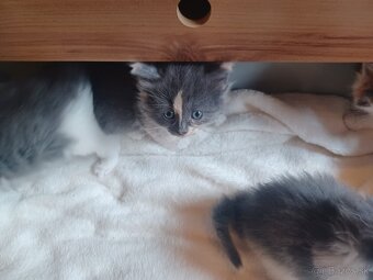 Ragdoll mačiatka - 3