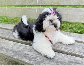 Shih-Tzu šteniatka - 3