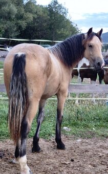 Welsh cob D kobyla s PP - 3