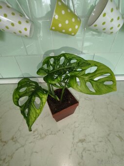 Monstera adansonii (Monkey mask) - 3