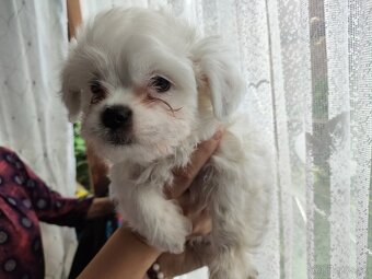 Predám šteniatka Shi tzu - 3