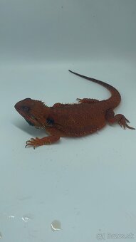 Rezervované  Monster Agama Bradata- SAMICA - 3
