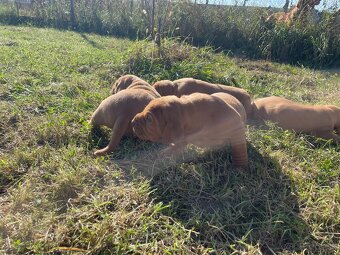 Maďarská vyžla - 3