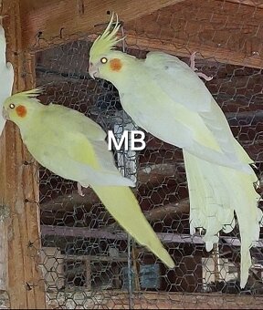 Korely albino, lutino perlove a pastelface. - 3