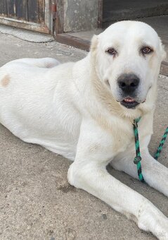 Stredoázijský ovčiak - 3