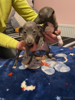 Taliansky chrtik - 3