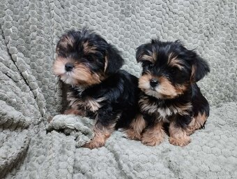Yorkshire terrier, yorkshirsky terier, york - 3