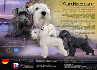 Bradač malý čierny s rodokmeňom - 3