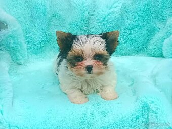 Biewer Yorkshire terrier - 3