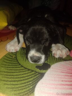 Argentinska doga križena so stafordom - 3