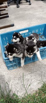 Sibírsky husky ❤️❤️ - 3