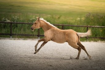 Palomino klisna American Quarter Horse, LTE rodiče i sestra - 3