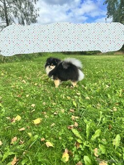 Predám pomeranian fenka - 3