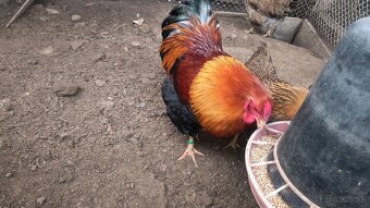 Zdrobnená wyandotka jarabičia - 3