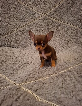 čivava-čokoládové šteniatka - 3