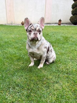 Francuzsky buldoček rojo tan merle fenka - 3