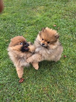 Predám šteniatka oranžového špica - 3