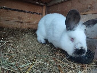 Kalifornský samec - 3