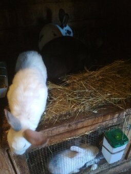 Domáce zajace - 3