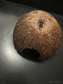 Kolotoc, kokos, miska - 3