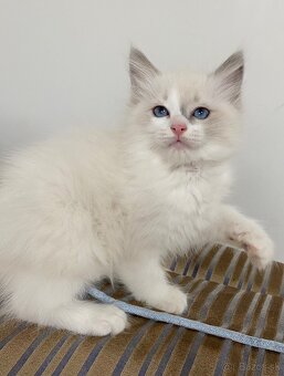 Ragdoll mačička - 3