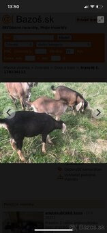 Anglonubíjska koza a capko - 3