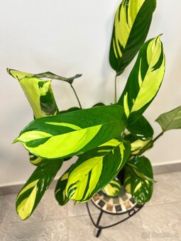 Ctenanthe pilosa - 3