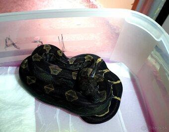 Veľhad královský - 3