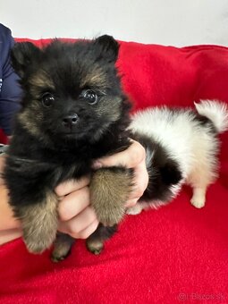 Pomeranian - 3