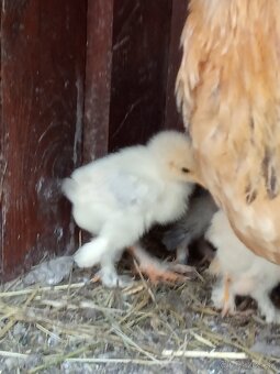 Kuriatka brahmanky - 3