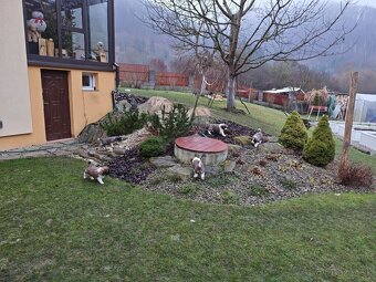 Predam steniatka Moskovskeho Strazneho Psa - 3