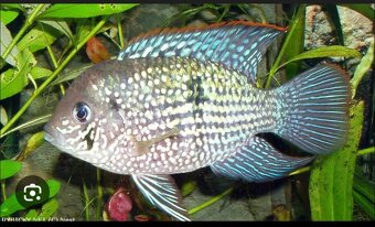 Predám Cichlidy - 3