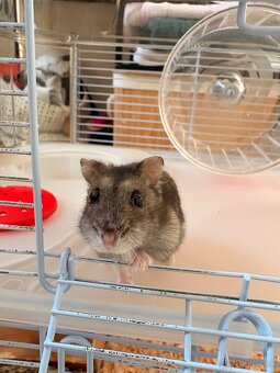 Darujem 2 skrecky - 3