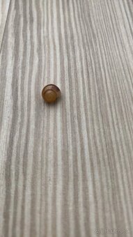Predám Slimáka afrického Druh Lisachatina skvrnitá - 3
