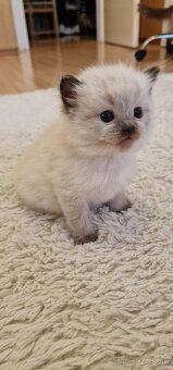 Kocúrik ragdoll - 3