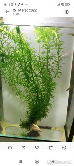 Predám Egeria densa - 3