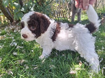Lagotto romagnolo s PP (italský vodní pes) - 3