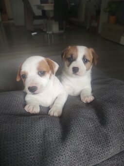 Jack russel terier - 3