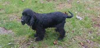 Kokerspaniel - 3