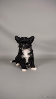 Čínsky chocholatý pes -labutienka (osrstena varieta) - 3