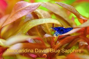 Premium Krevetky Neocaridna a Caridina - OSOBNY ODBER POPRAD - 3