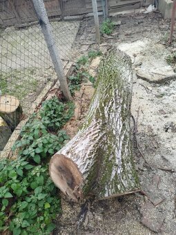 Kmeň stromu Orech cena ZNÍŽENÁ CENA - 3