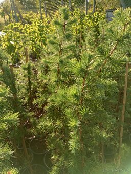 Smrekovec japonský - 3