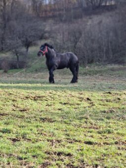 Predám čierneho žrebca - 3