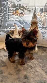 Mini Yorkshirsky Terier  - 3