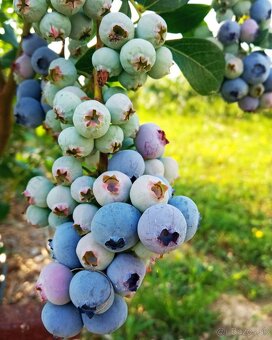 Predaj sadeníc čučoriedok kanadských - 3